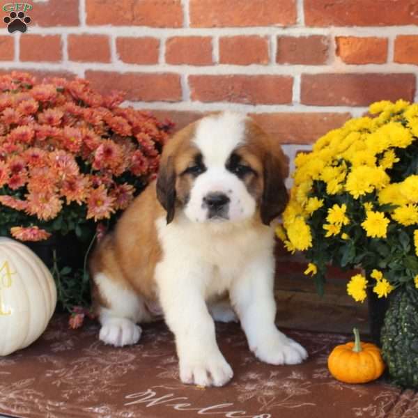Jem, Saint Bernard Puppy